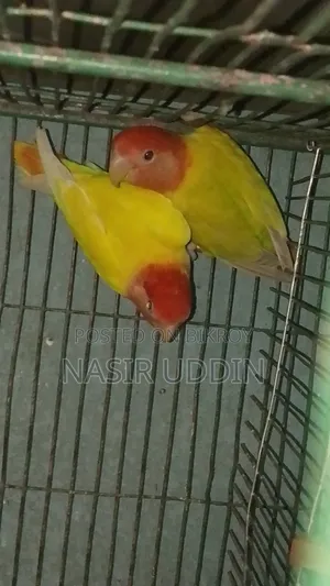1 Pair Lovebird For Sale