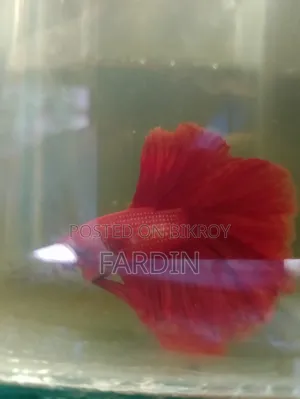 All types of aquatic fish for sale