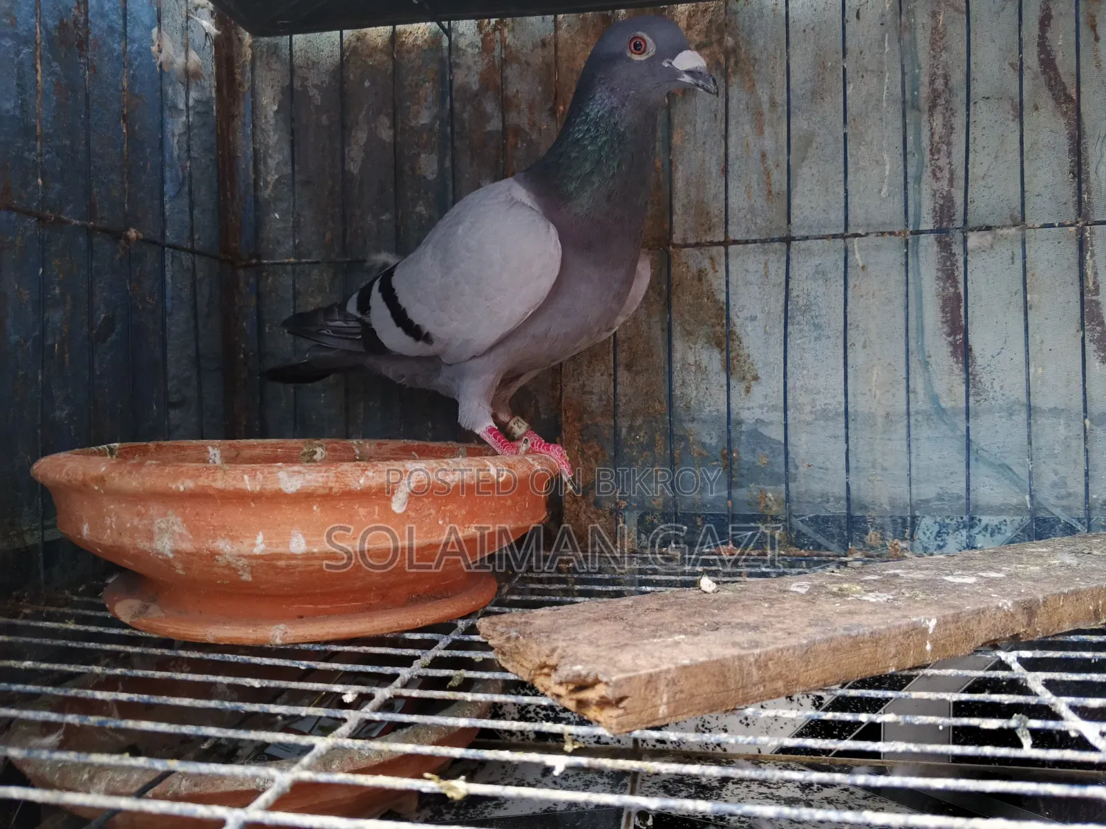 Blue Bar Racer Pigeon