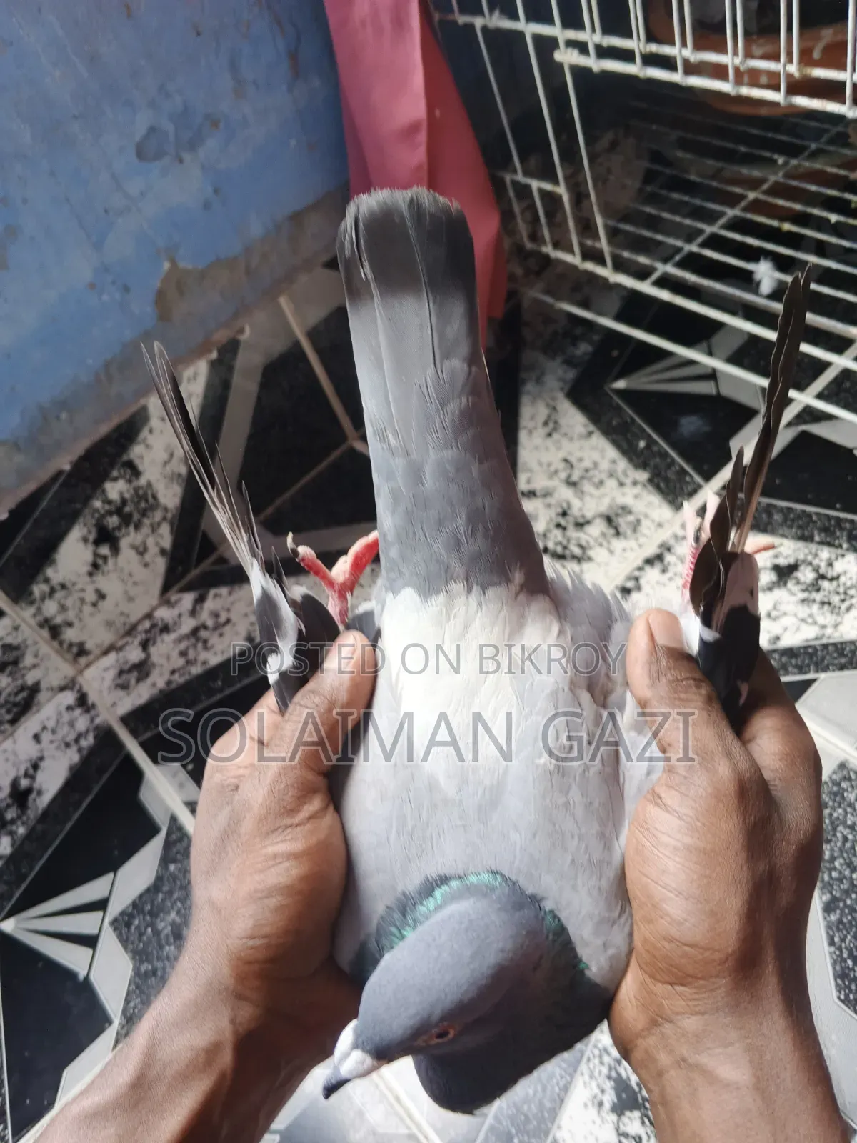 Blue Bar Racer Pigeon