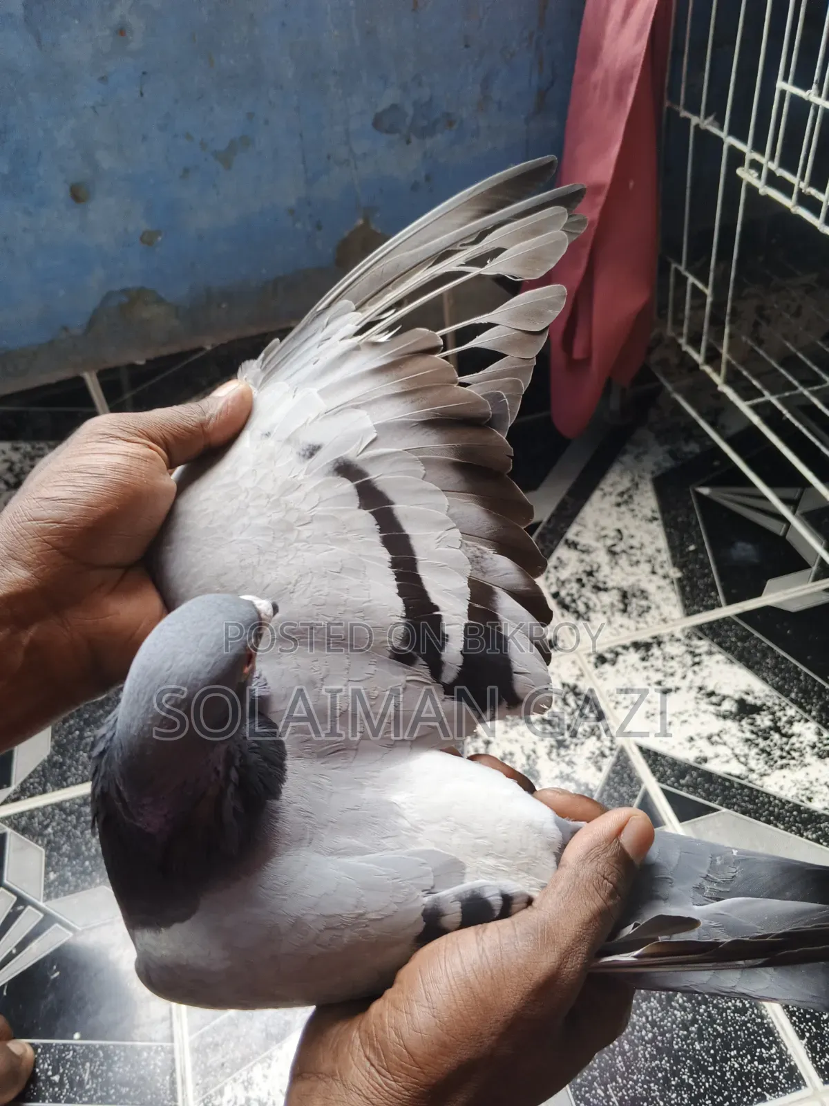 Blue Bar Racer Pigeon