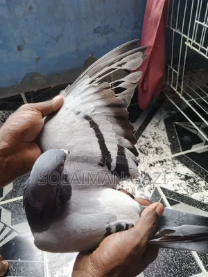 Blue Bar Racer Pigeon