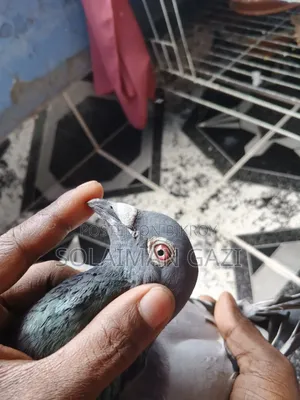 Blue Bar Racer Pigeon