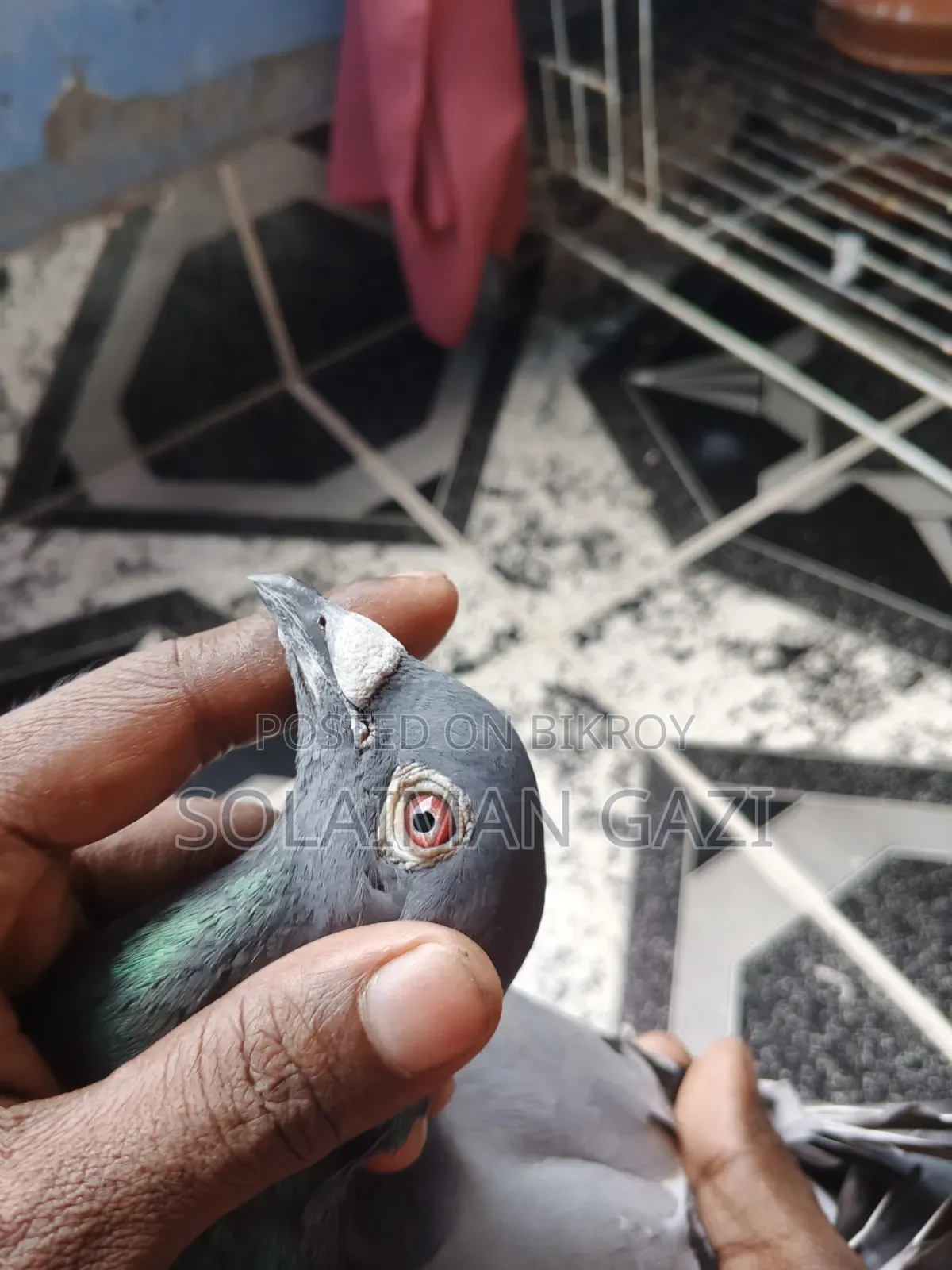 Blue Bar Racer Pigeon