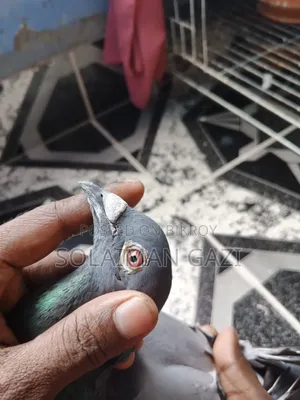 Blue Bar Racer Pigeon