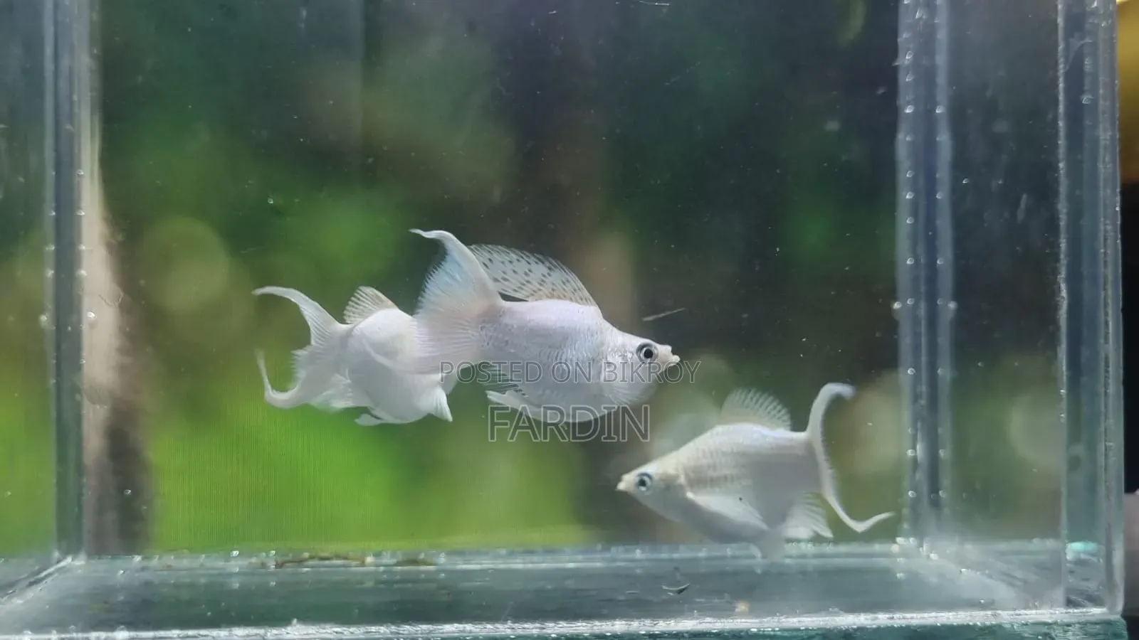 All types of aquatic fish for sale