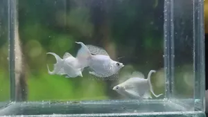 All types of aquatic fish for sale