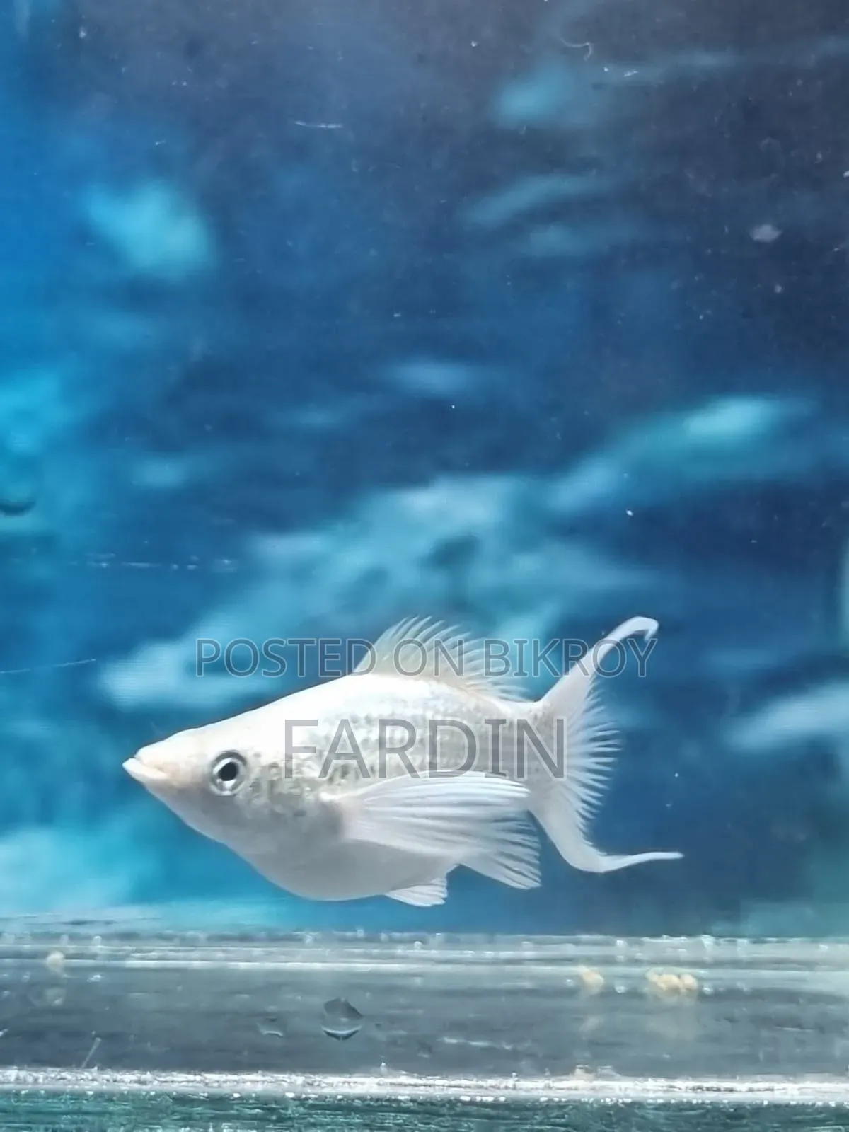 All types of aquatic fish for sale