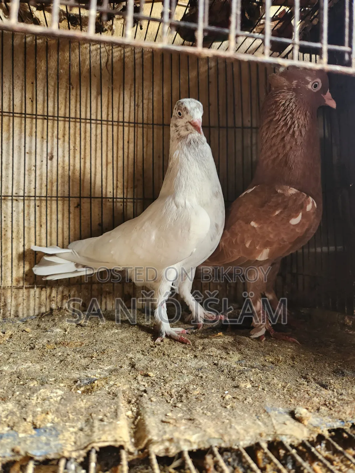 Beautiful Bird Pair