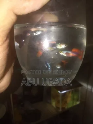 Fancy Mix Guppy