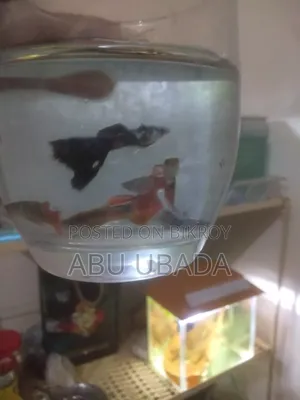 Fancy Mix Guppy
