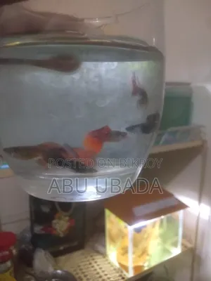 Fancy Mix Guppy