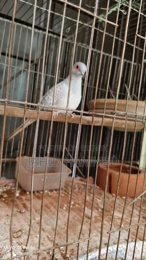 Diamond Dove