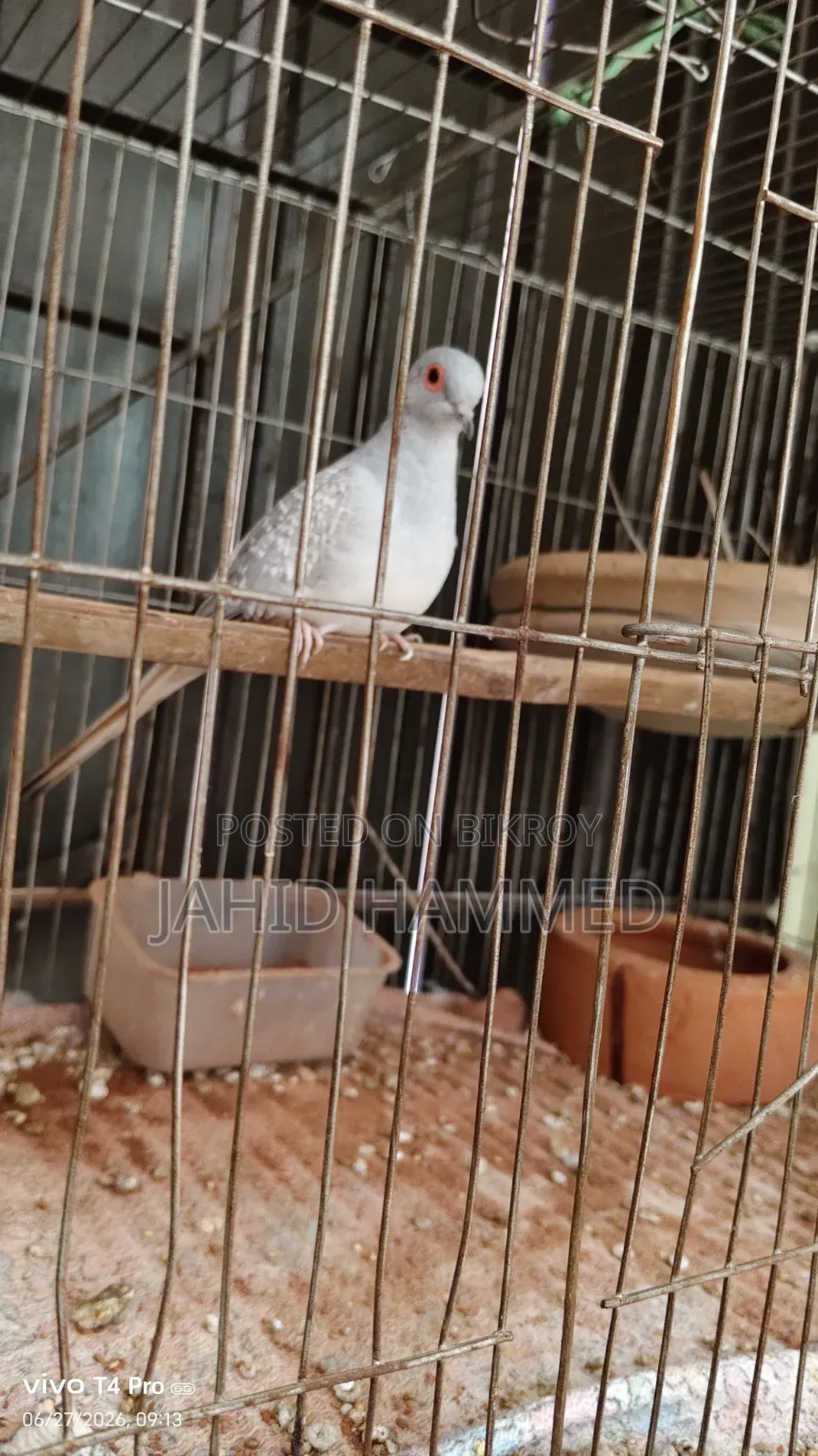 Diamond Dove