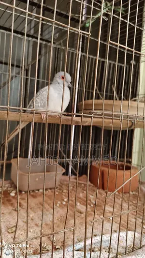 Diamond Dove