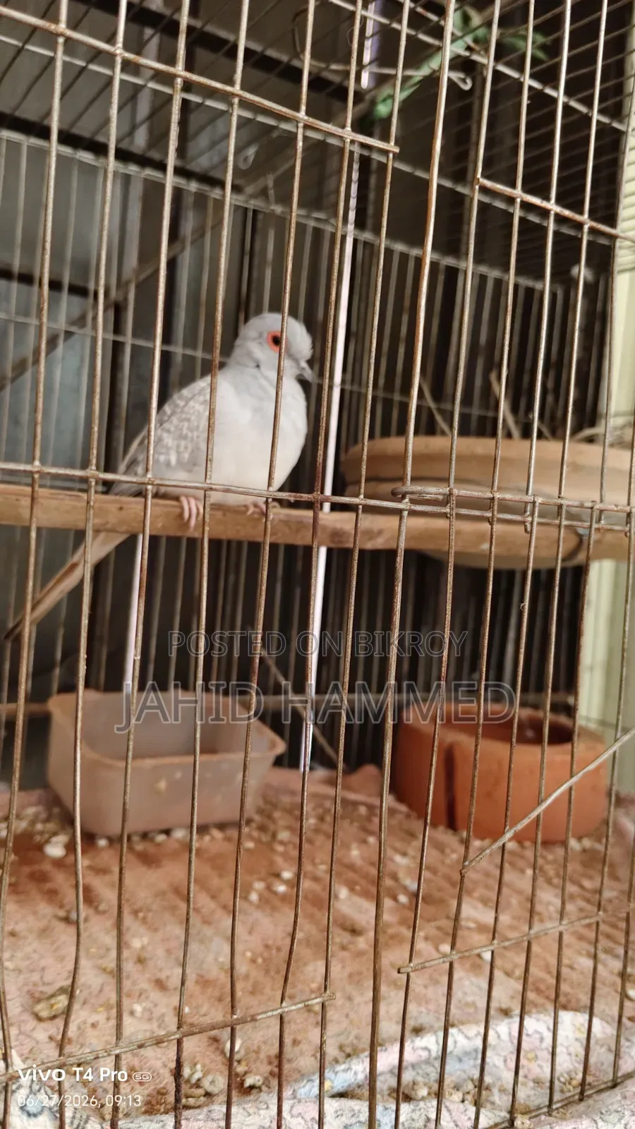 Diamond Dove