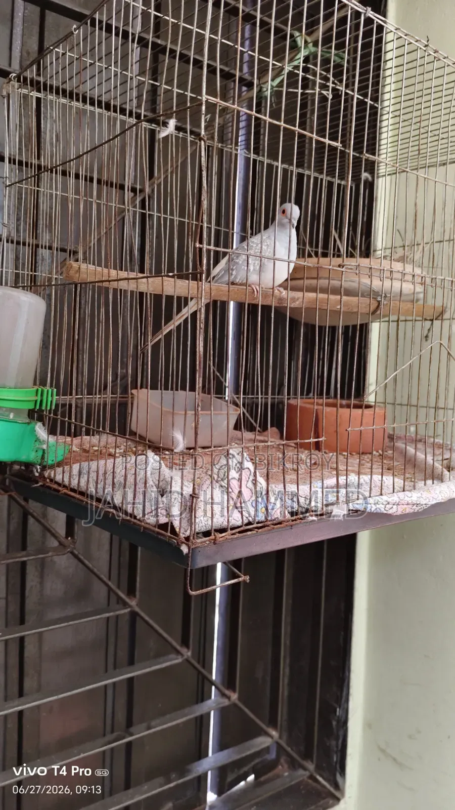 Diamond Dove