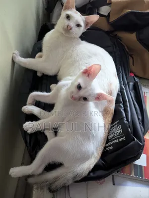 1-3 months Male Purebred Bengal