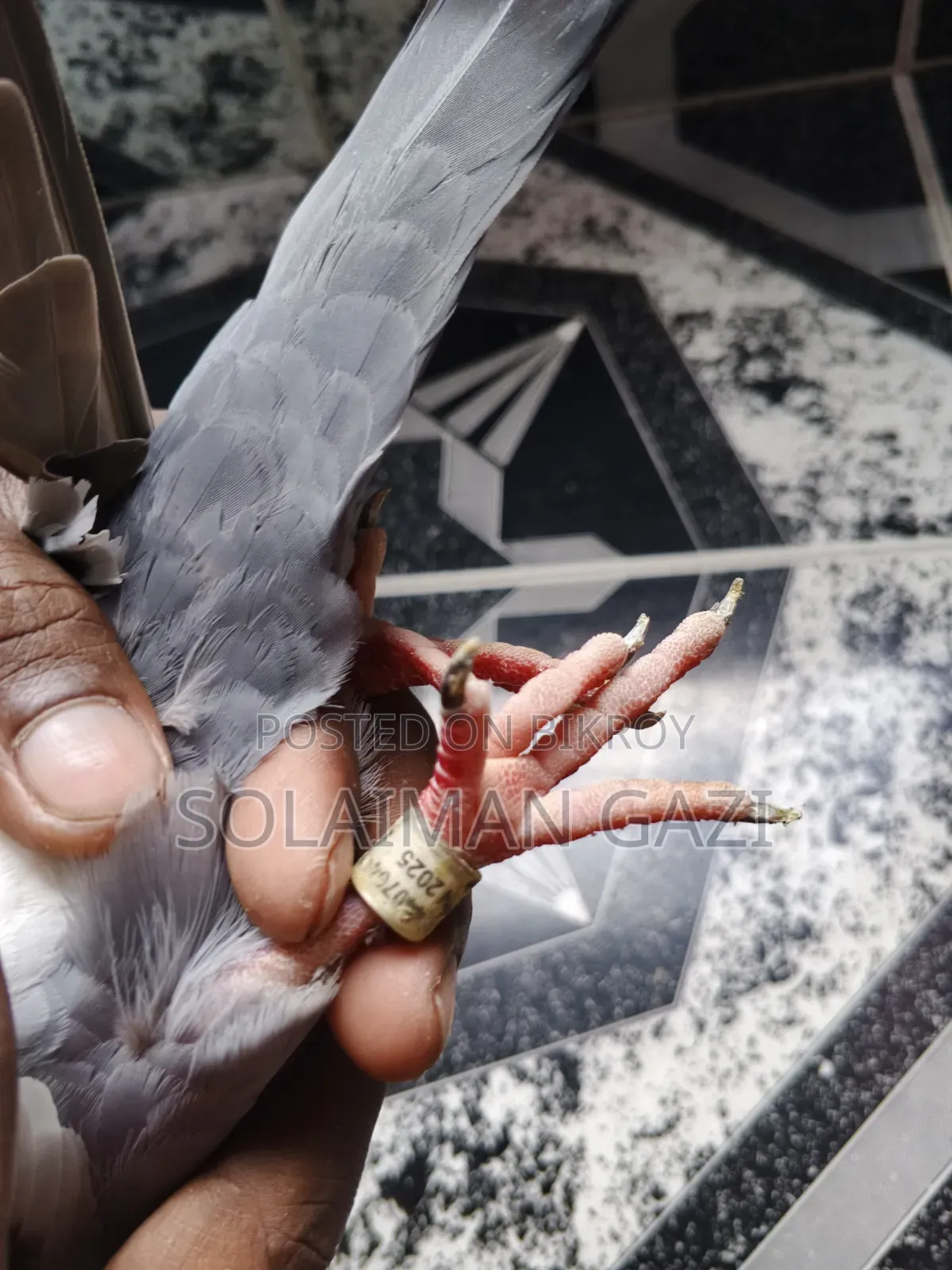 Blue Bar Racer Pigeon