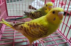 Pair of Budgie birds for sale.