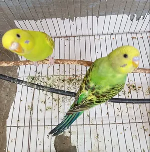 Pair of Budgie birds for sale.