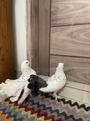 New Adult Pair Lokkha