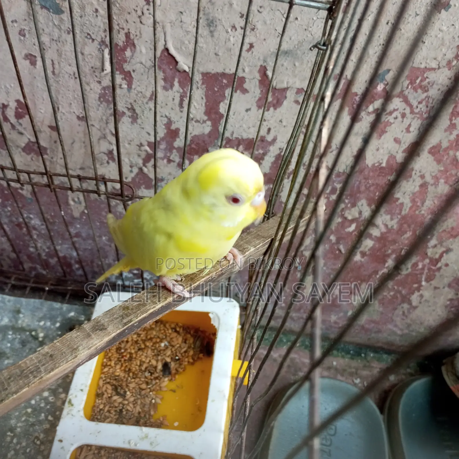 Red Eyes Budgies Bird Super Team (Yellow Colour)