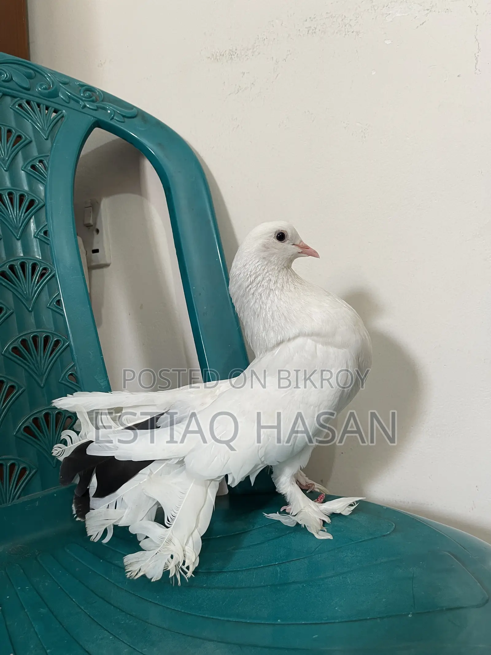 Single Female Adult Lakkha Pigeon