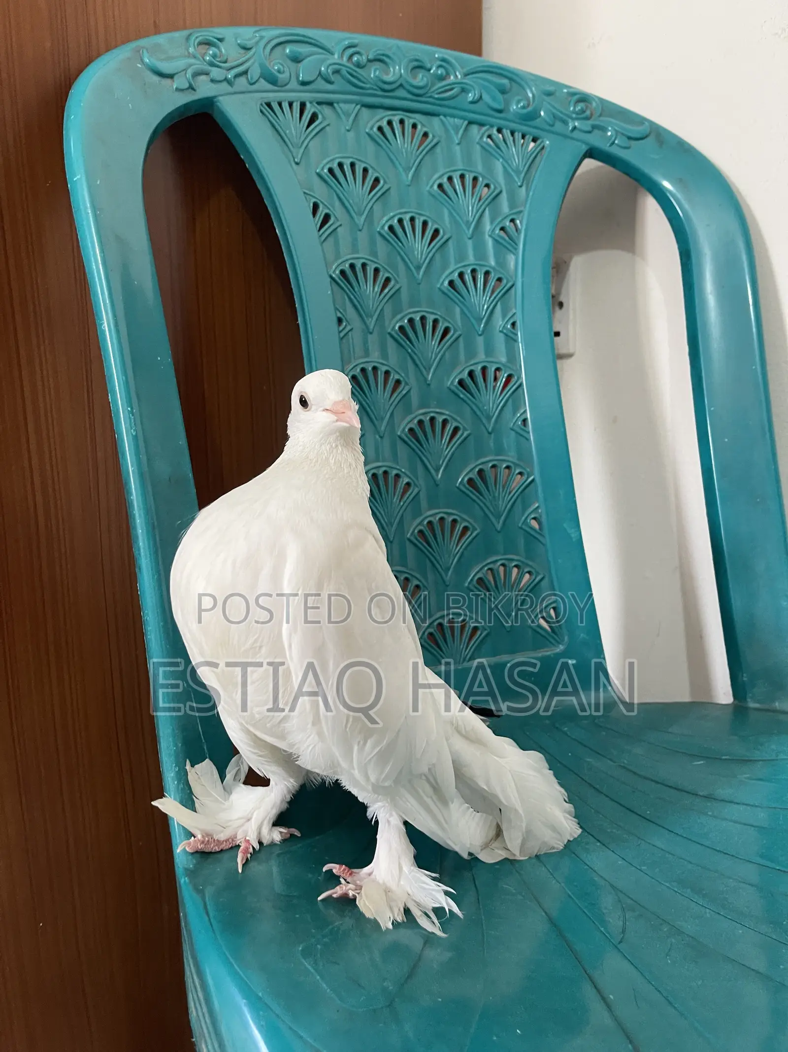 Single Female Adult Lakkha Pigeon