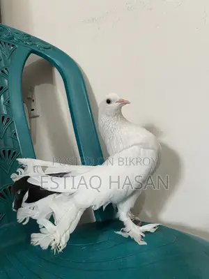 Single Female Adult Lakkha Pigeon