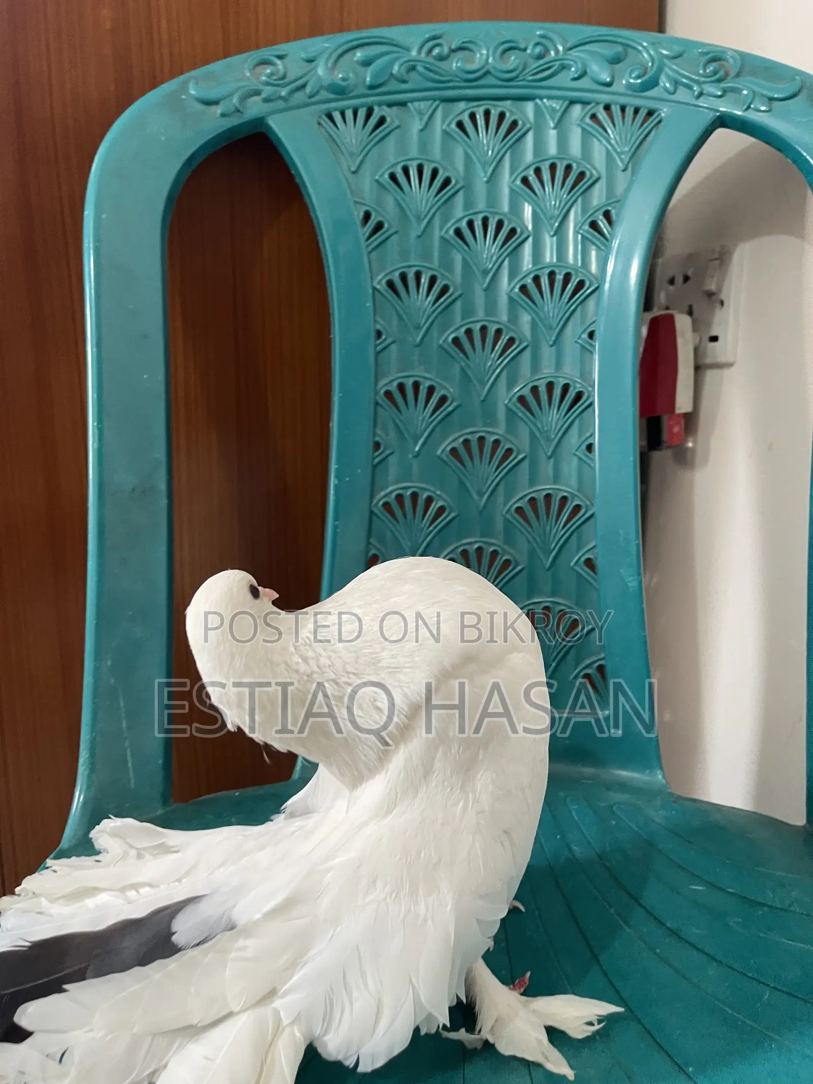 Single Female Adult Lakkha Pigeon