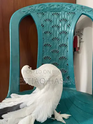 Single Female Adult Lakkha Pigeon