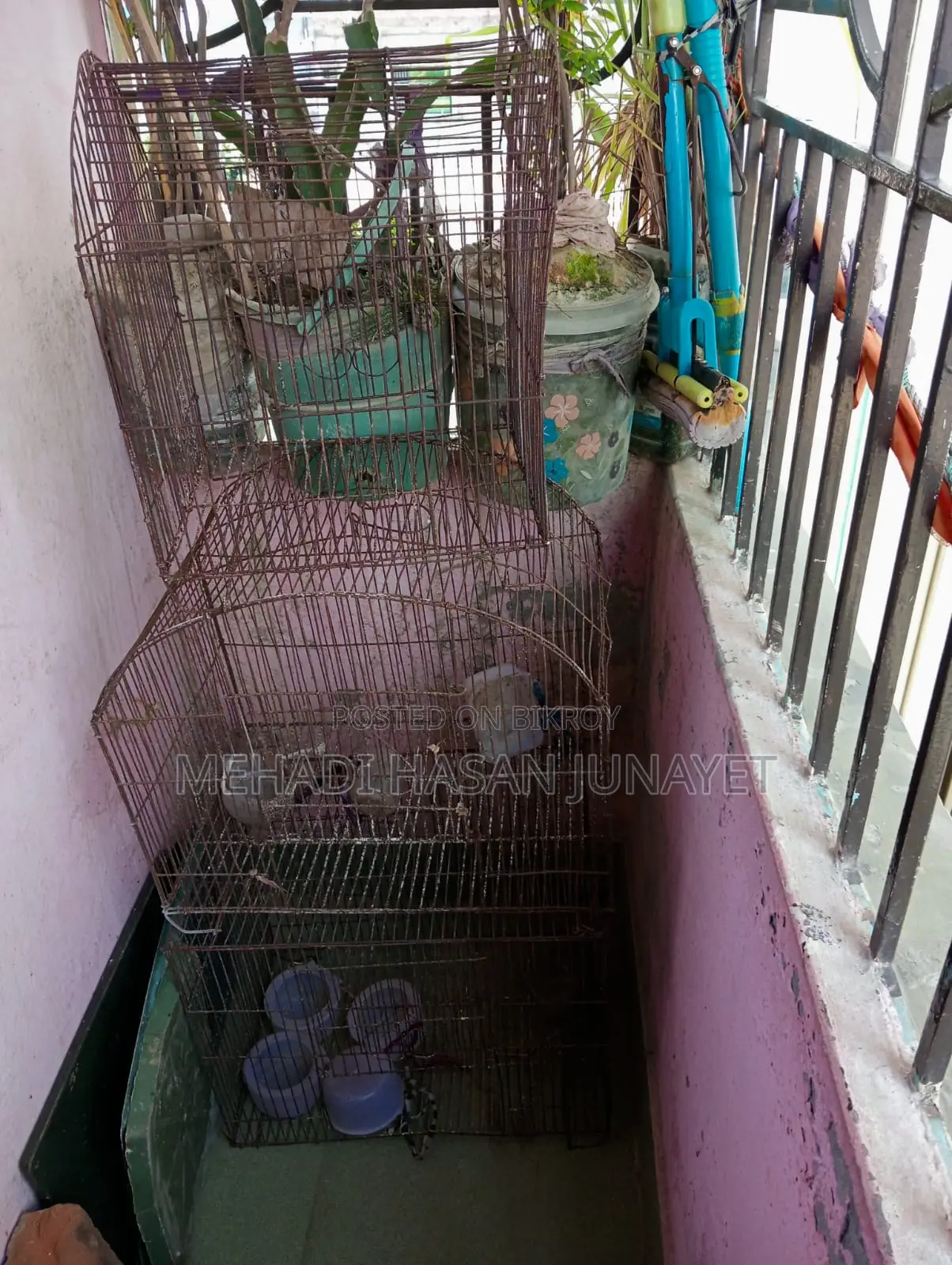 Bird Cage
