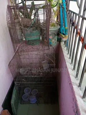 Bird Cage