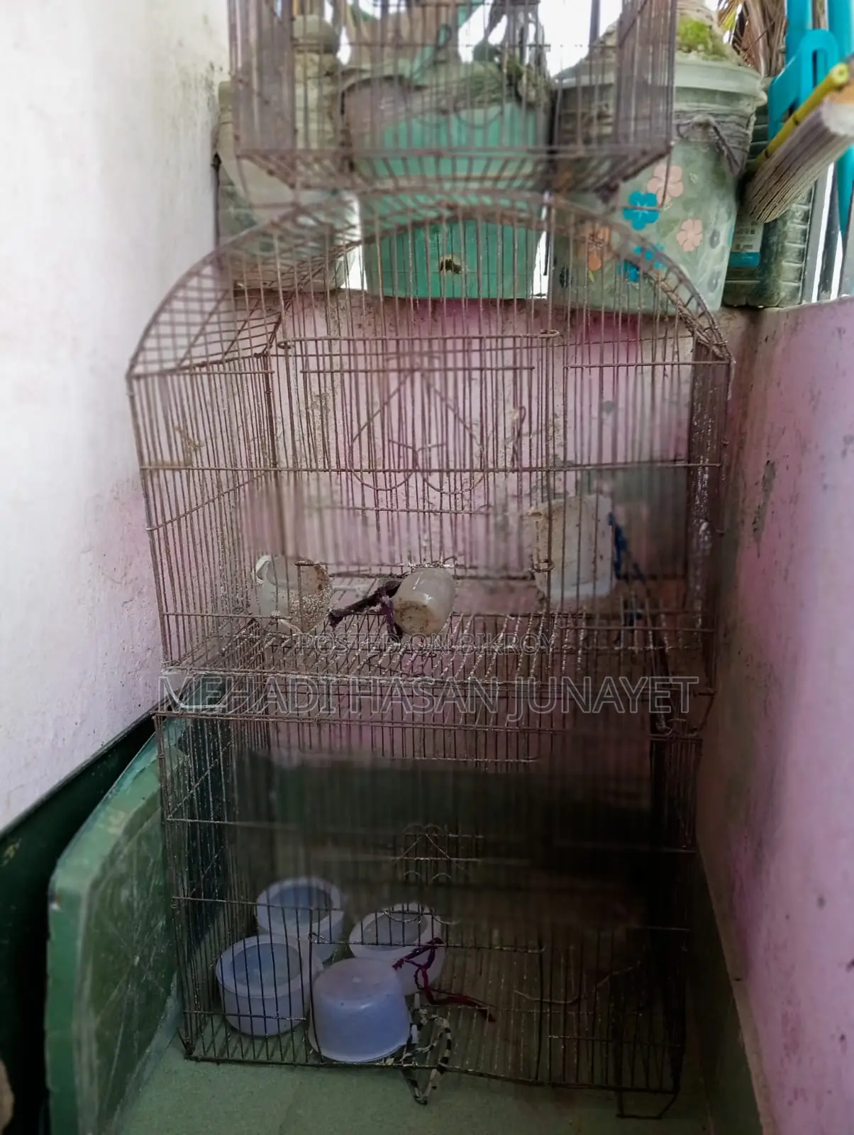 Bird Cage