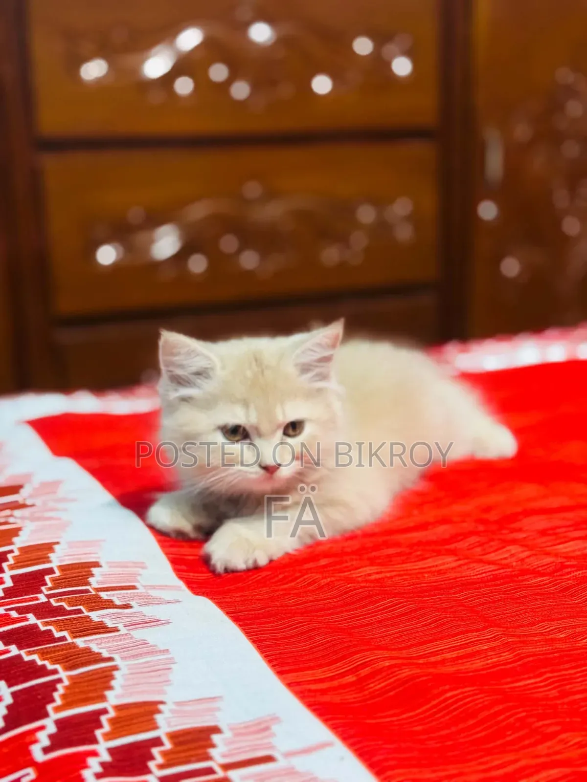 1-3 Months Female Purebred Persian