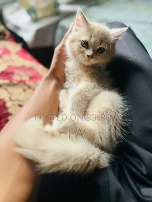 1-3 Months Female Purebred Persian