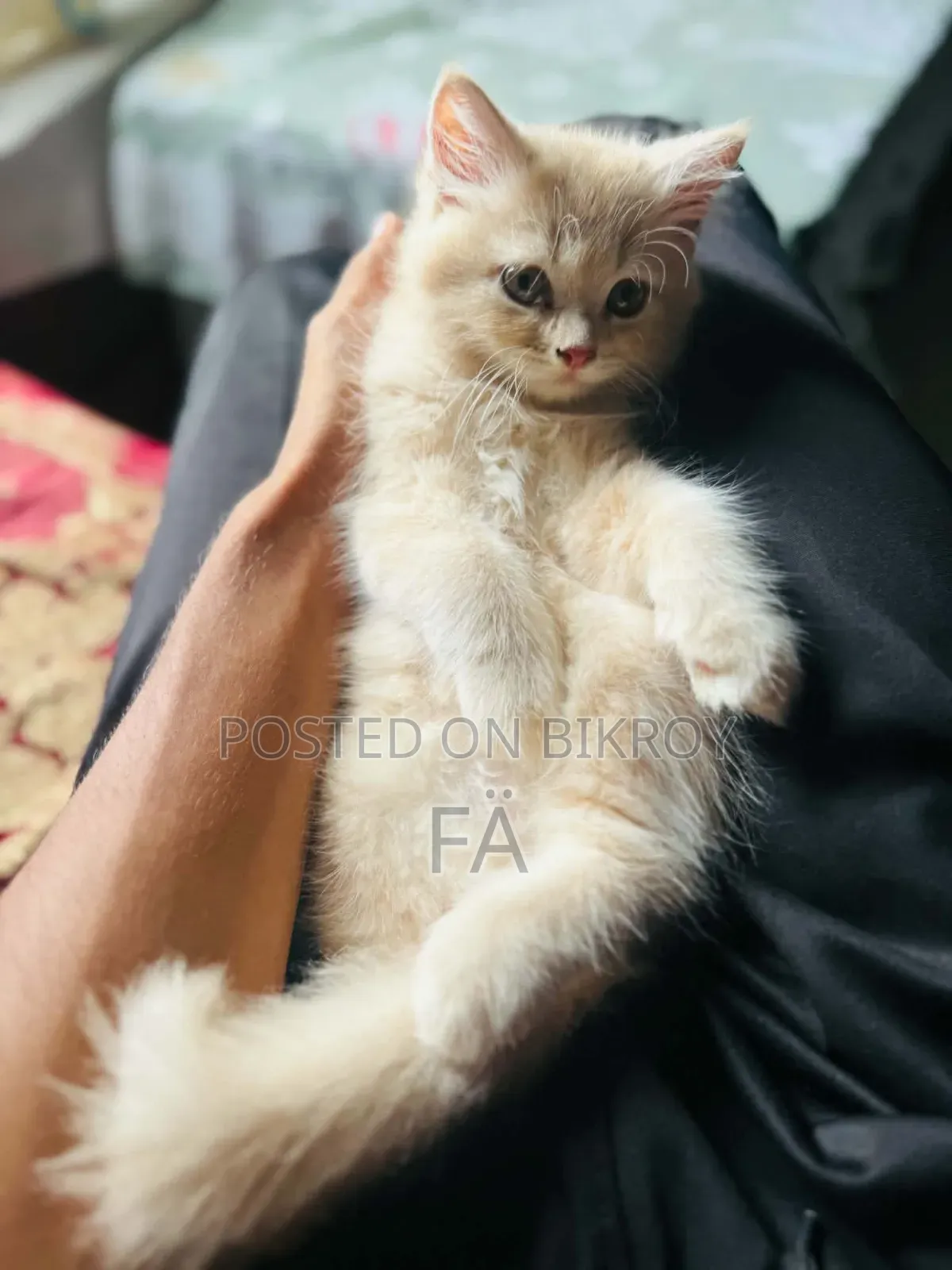 1-3 Months Female Purebred Persian