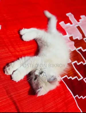 1-3 Months Female Purebred Persian