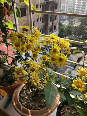 3bdrm Apartment in Bhuya Goli, Agargaon for Sale