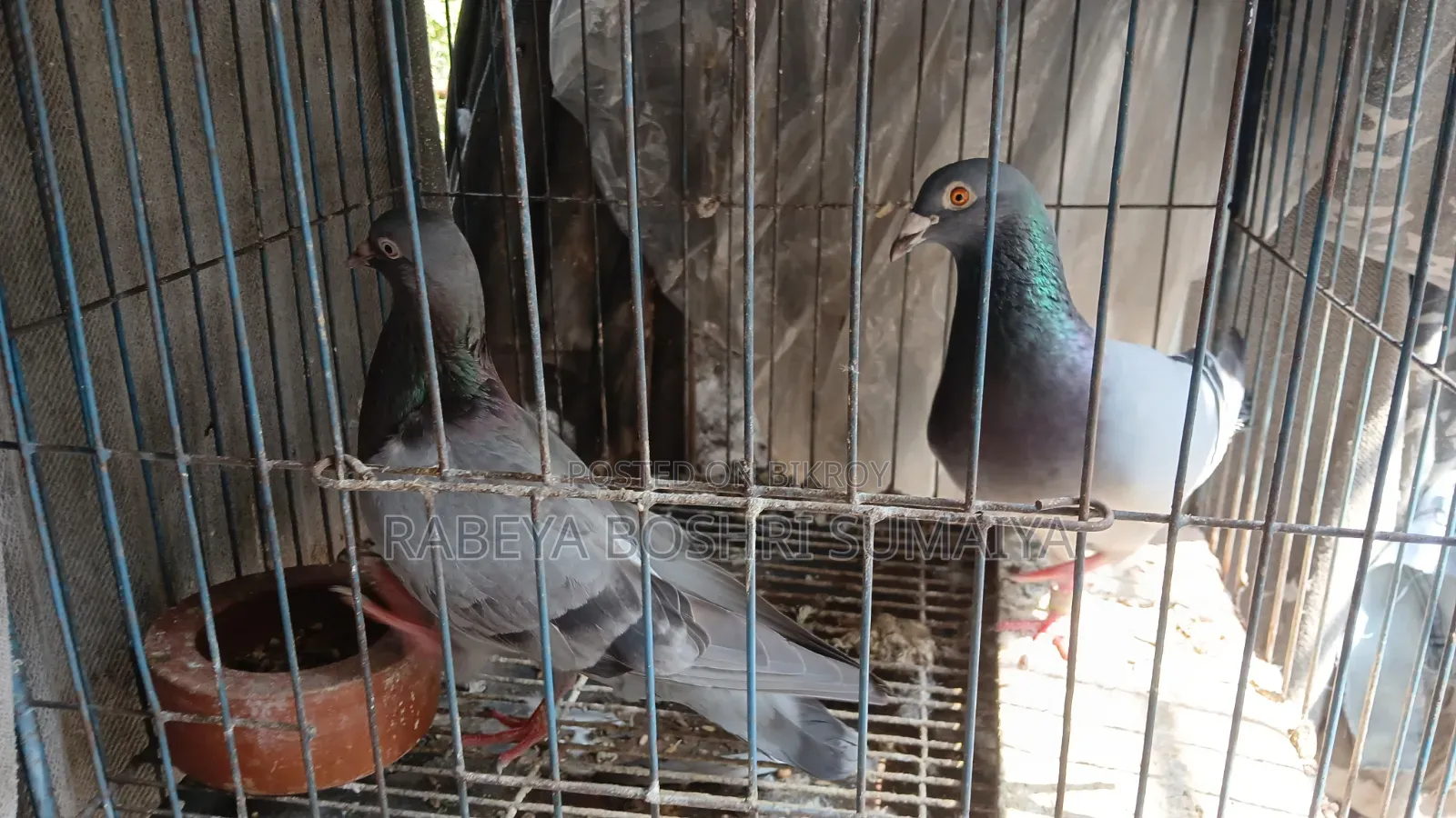 Shobji Pigeon Pair With a Baby for Sale