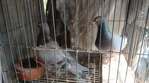 Shobji Pigeon Pair With a Baby for Sale