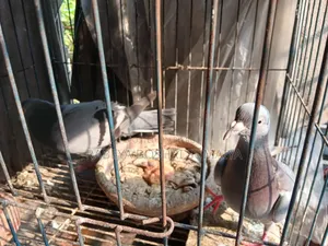 Shobji Pigeon Pair With a Baby for Sale