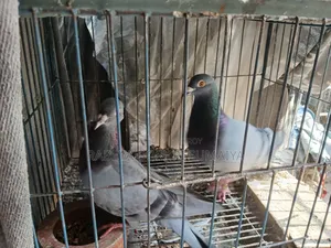 Shobji Pigeon Pair With a Baby for Sale