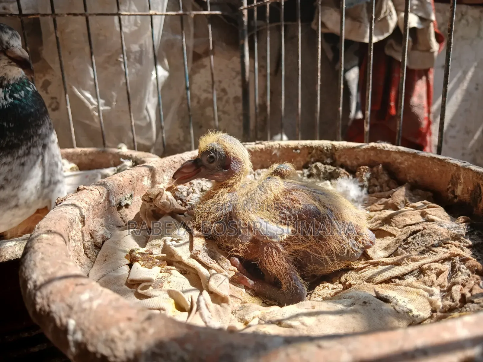 Shobji Pigeon Pair With a Baby for Sale