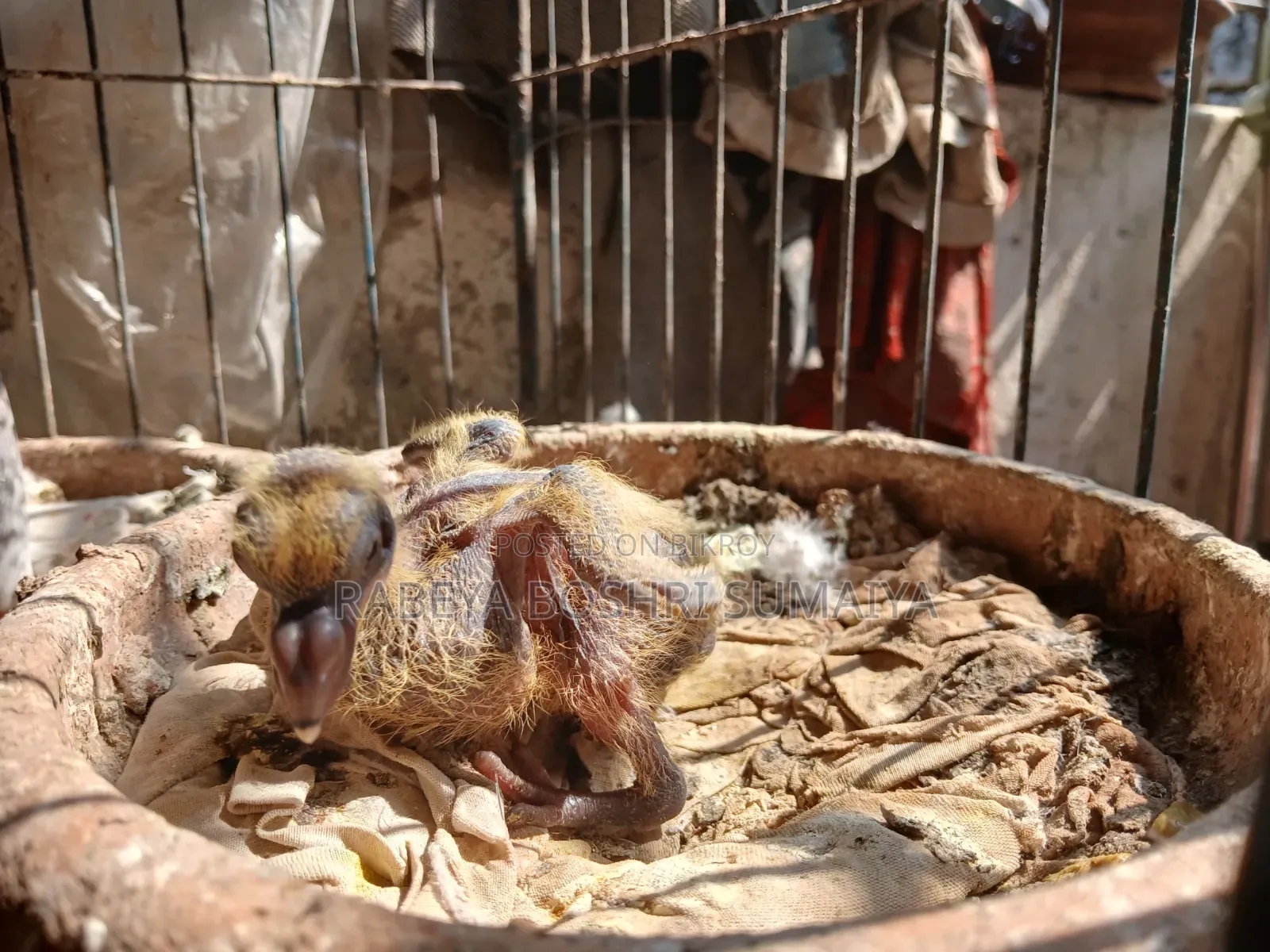 Shobji Pigeon Pair With a Baby for Sale