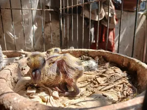 Shobji Pigeon Pair With a Baby for Sale