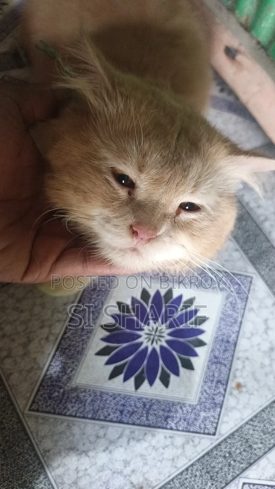 6-12 Months Female Purebred Persian