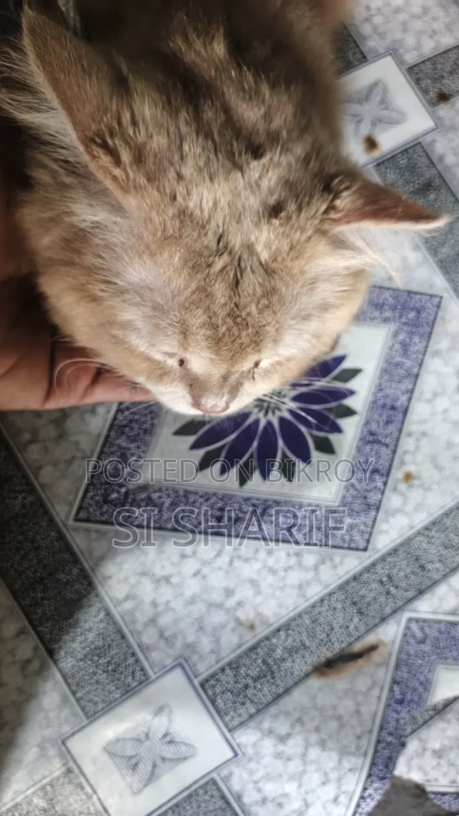 6-12 Months Female Purebred Persian