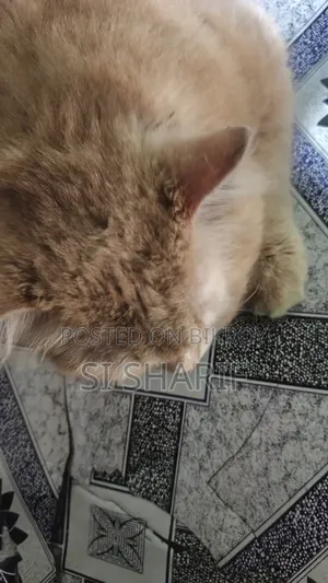6-12 Months Female Purebred Persian